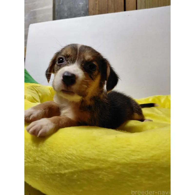 販売中の神奈川県のミックス犬-456139の8枚目