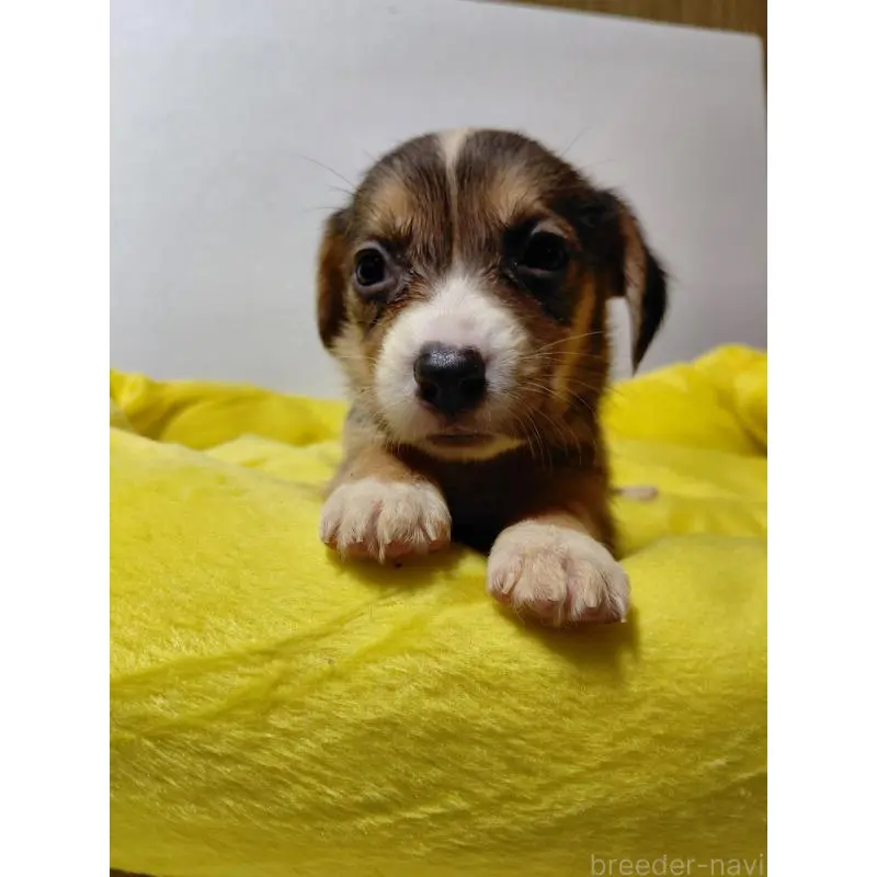 販売中の神奈川県のミックス犬-456139の7枚目