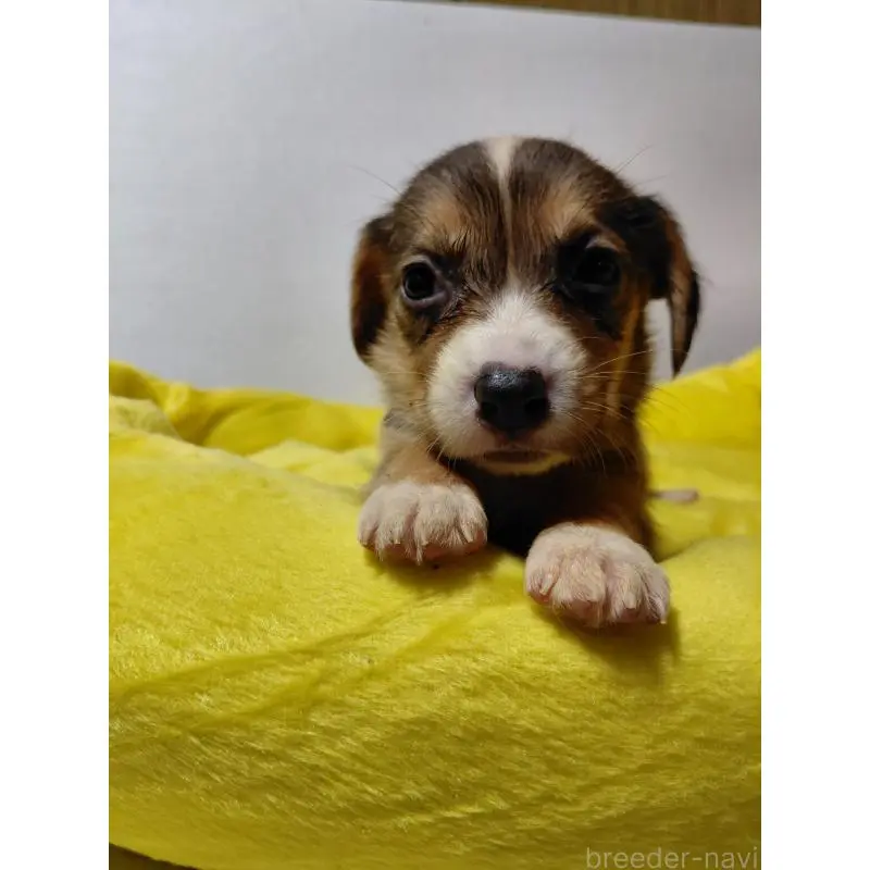 販売中の神奈川県のミックス犬-456139の6枚目