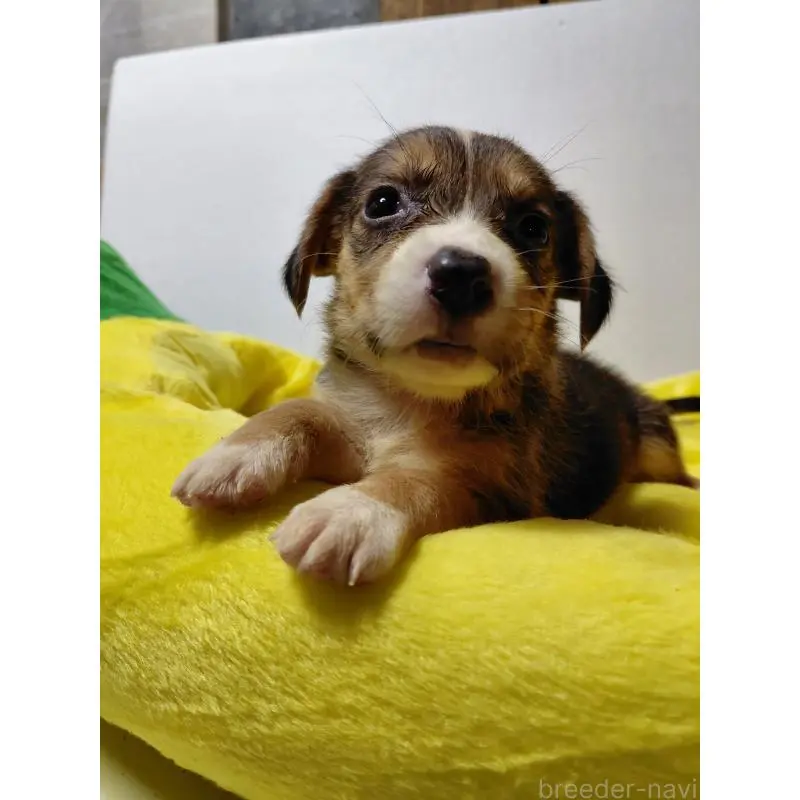 販売中の神奈川県のミックス犬-456139の5枚目