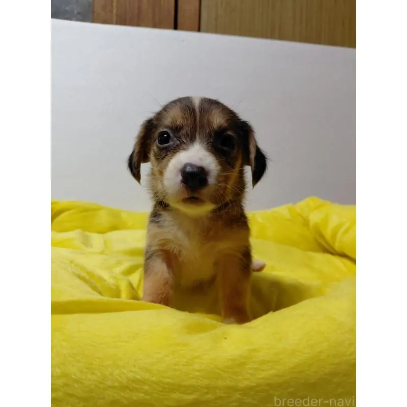 販売中の神奈川県のミックス犬-456139の4枚目