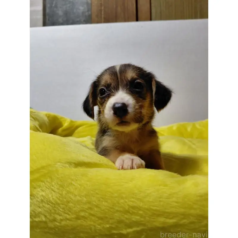 販売中の神奈川県のミックス犬-456139の3枚目