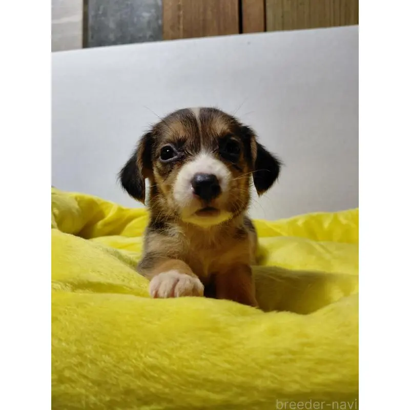 販売中の神奈川県のミックス犬-456139の2枚目