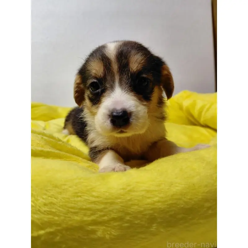 販売中の神奈川県のミックス犬-456140の10枚目