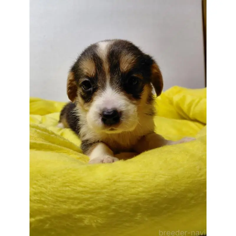 販売中の神奈川県のミックス犬-456140の9枚目