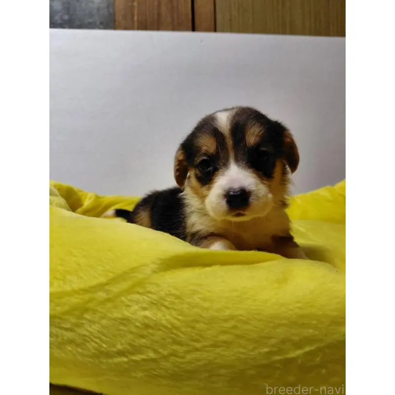 販売中の神奈川県のミックス犬-456140の8枚目