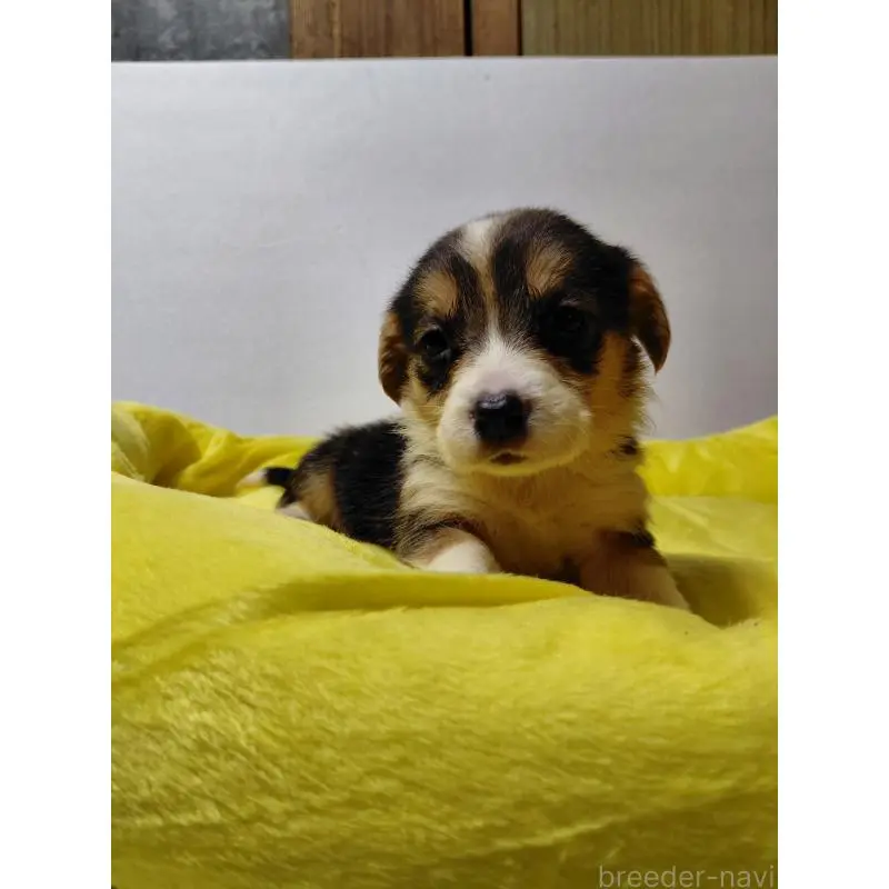 販売中の神奈川県のミックス犬-456140の7枚目