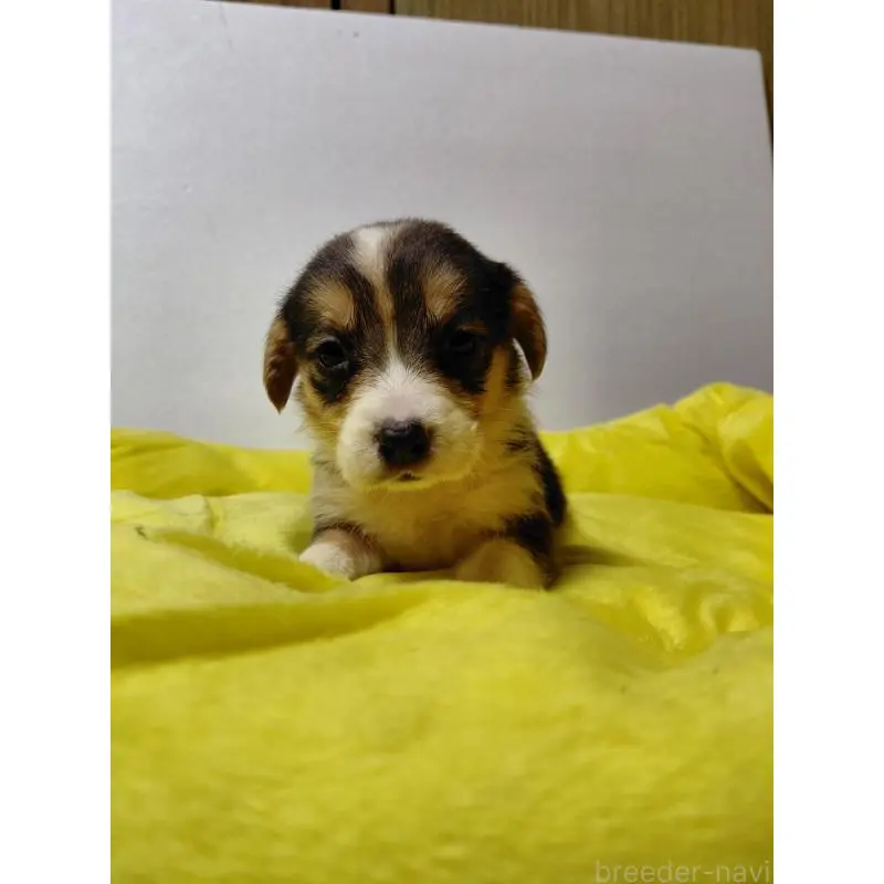 販売中の神奈川県のミックス犬-456140の6枚目