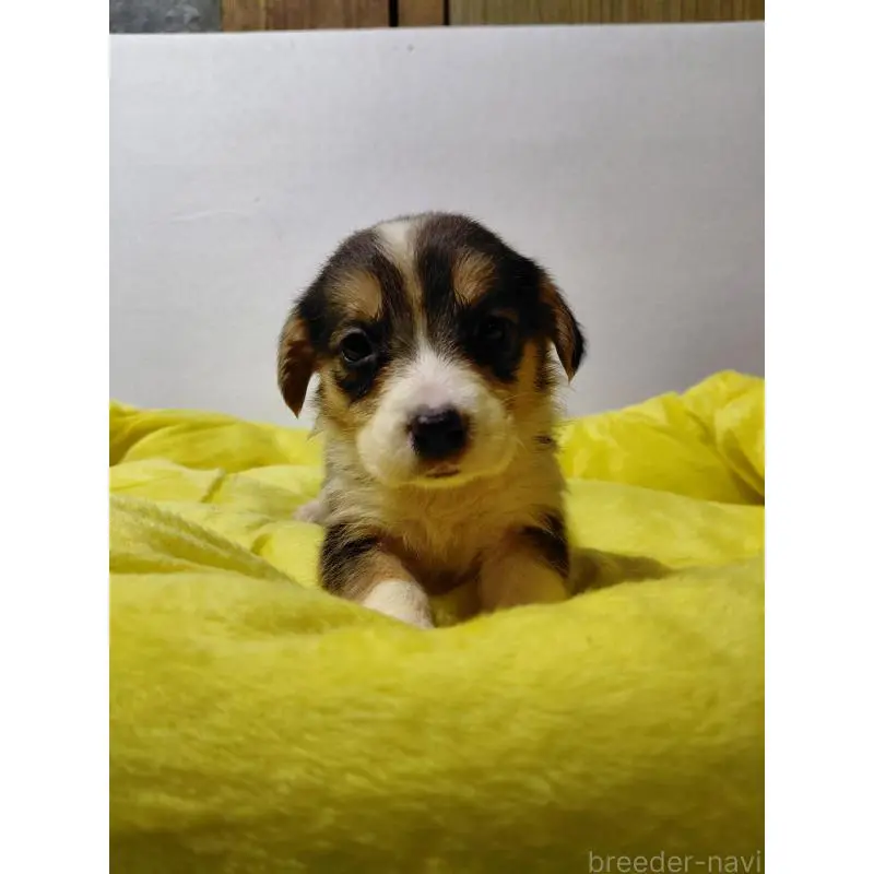 販売中の神奈川県のミックス犬-456140の5枚目