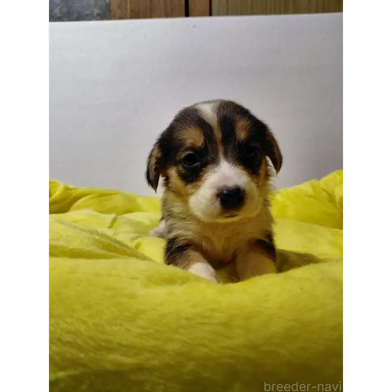 販売中の神奈川県のミックス犬-456140の4枚目