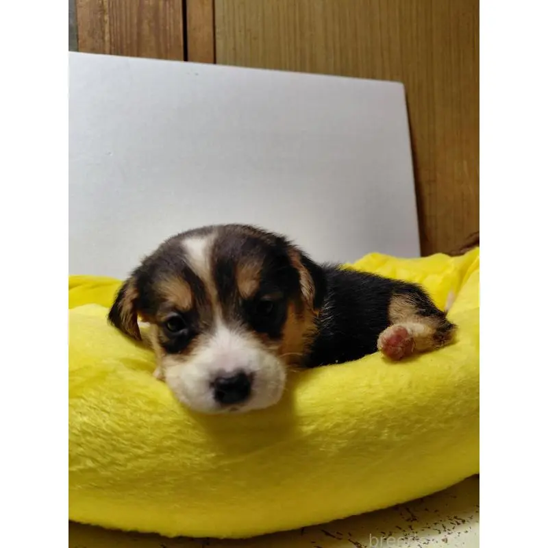 販売中の神奈川県のミックス犬-456140の3枚目