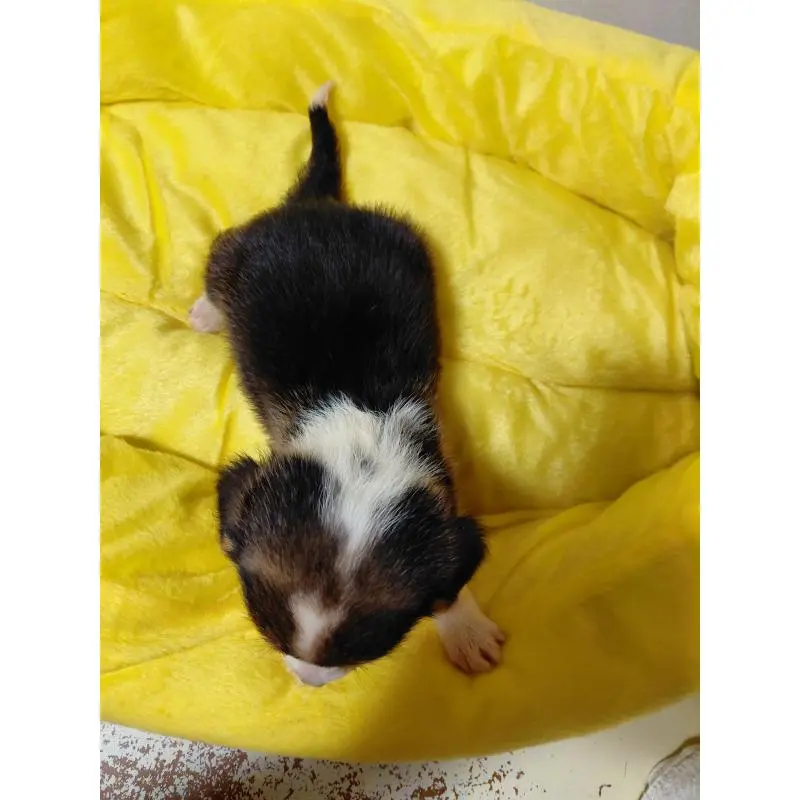 販売中の神奈川県のミックス犬-456140の2枚目