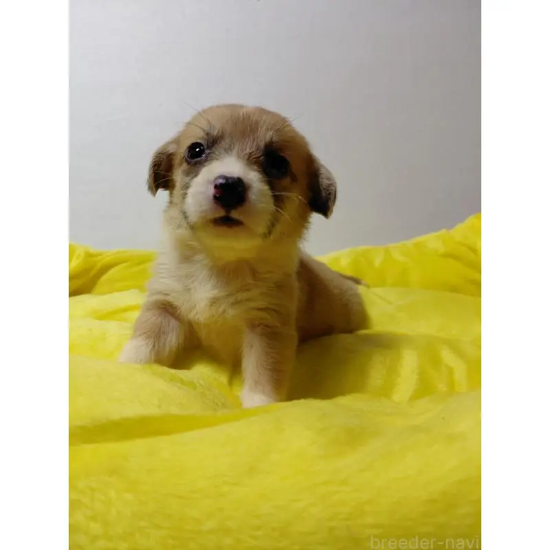 販売中の神奈川県のミックス犬-456141の10枚目