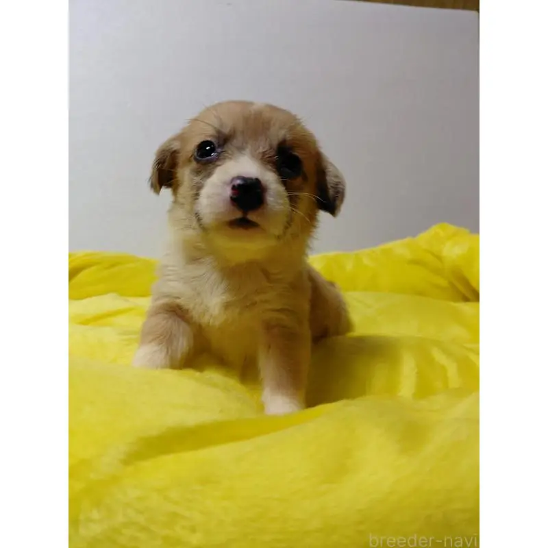 販売中の神奈川県のミックス犬-456141の9枚目