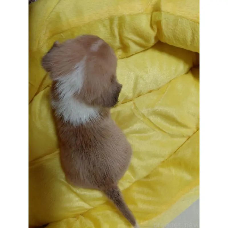 販売中の神奈川県のミックス犬-456141の8枚目