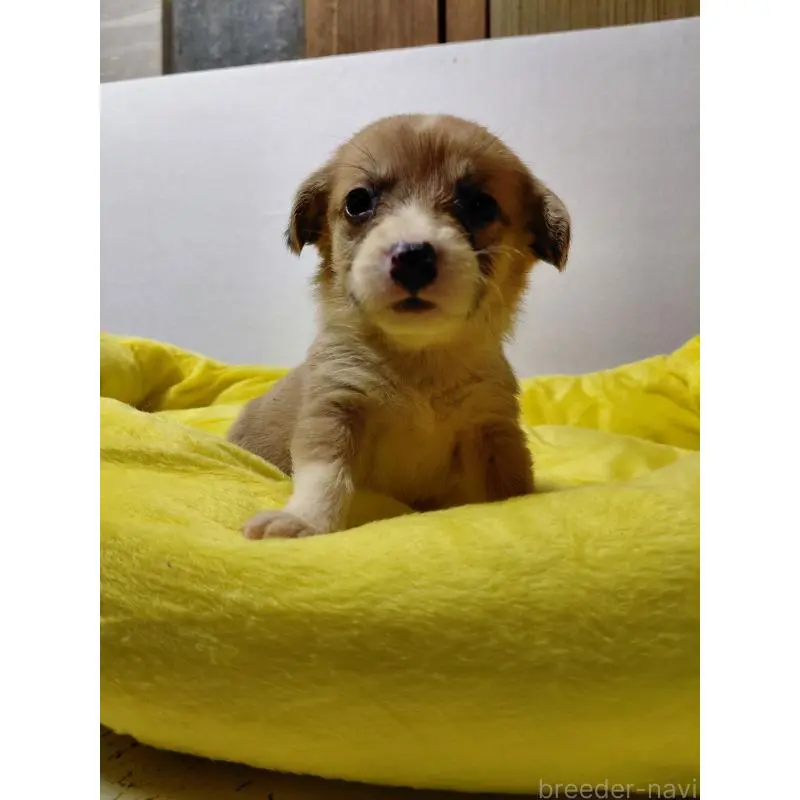 販売中の神奈川県のミックス犬-456141の6枚目