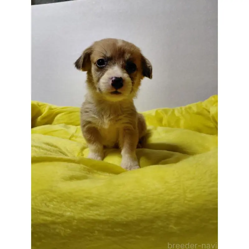 販売中の神奈川県のミックス犬-456141の5枚目