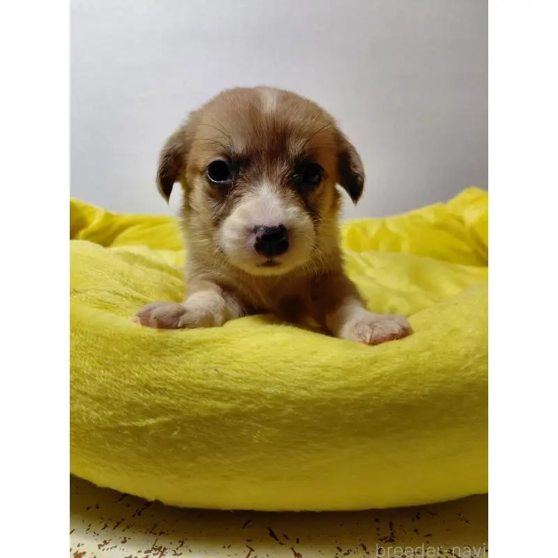 販売中の神奈川県のミックス犬-456141の4枚目