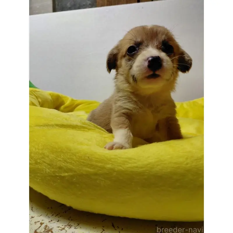 販売中の神奈川県のミックス犬-456141の3枚目