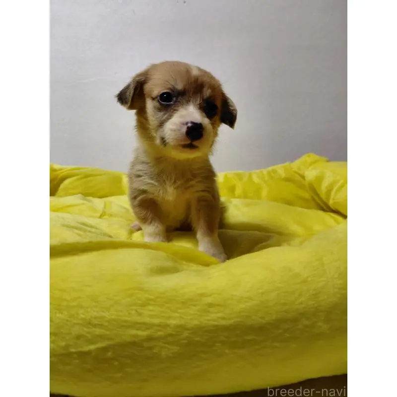 販売中の神奈川県のミックス犬-456141の2枚目