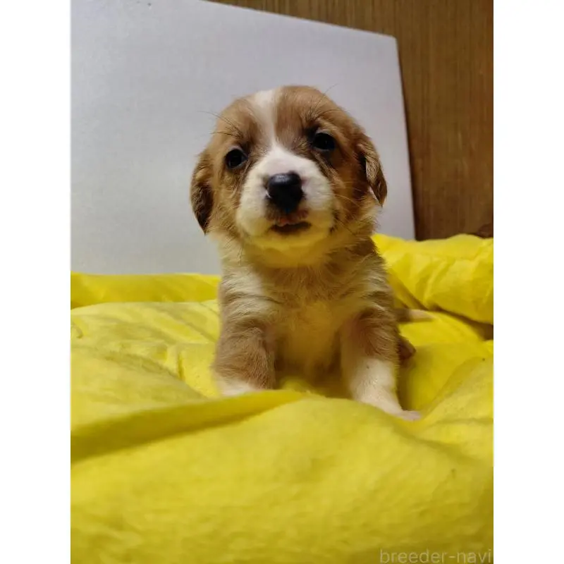 販売中の神奈川県のミックス犬-456142の14枚目