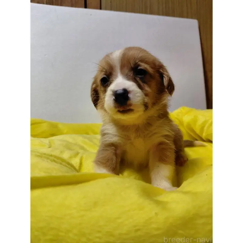 販売中の神奈川県のミックス犬-456142の13枚目