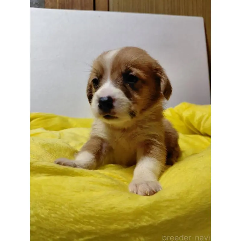 販売中の神奈川県のミックス犬-456142の12枚目