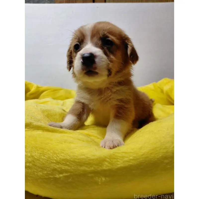 販売中の神奈川県のミックス犬-456142の11枚目