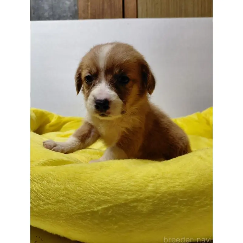 販売中の神奈川県のミックス犬-456142の10枚目