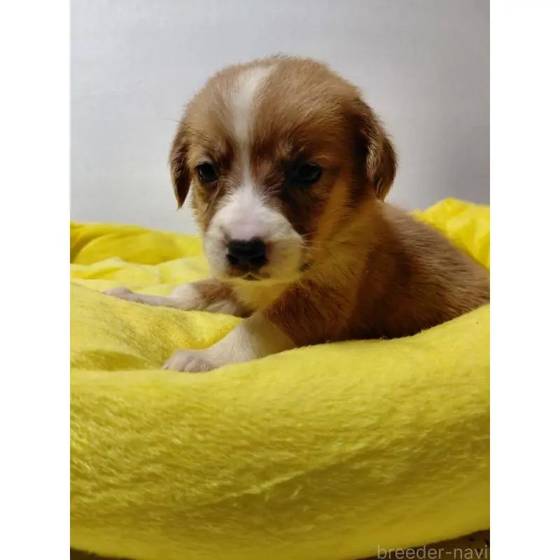 販売中の神奈川県のミックス犬-456142の9枚目