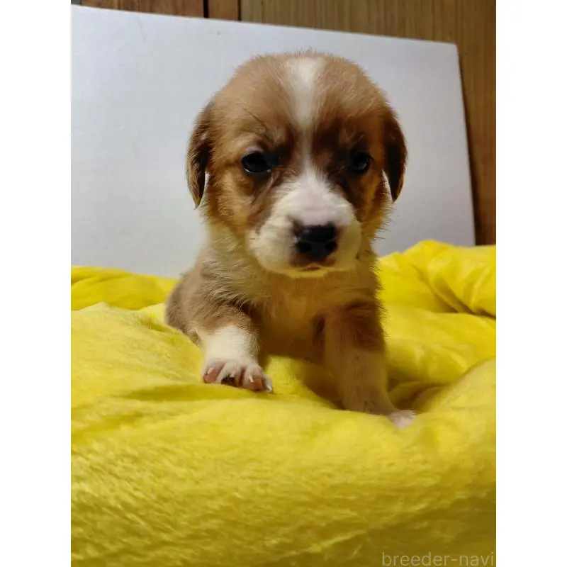 販売中の神奈川県のミックス犬-456142の8枚目