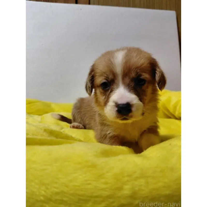 販売中の神奈川県のミックス犬-456142の7枚目