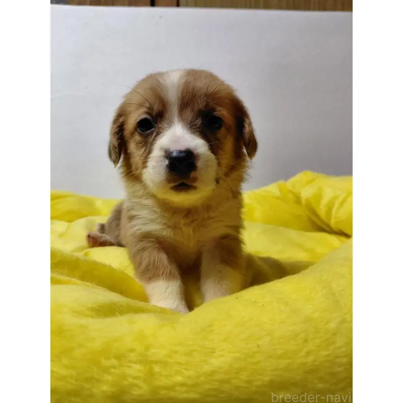 販売中の神奈川県のミックス犬-456142の6枚目