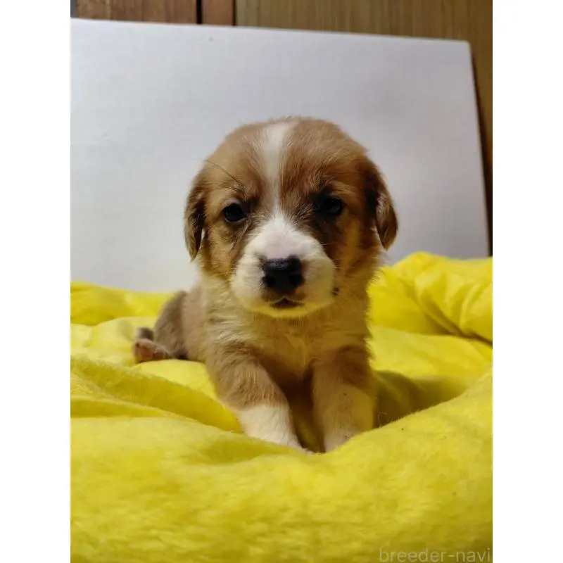 販売中の神奈川県のミックス犬-456142の4枚目