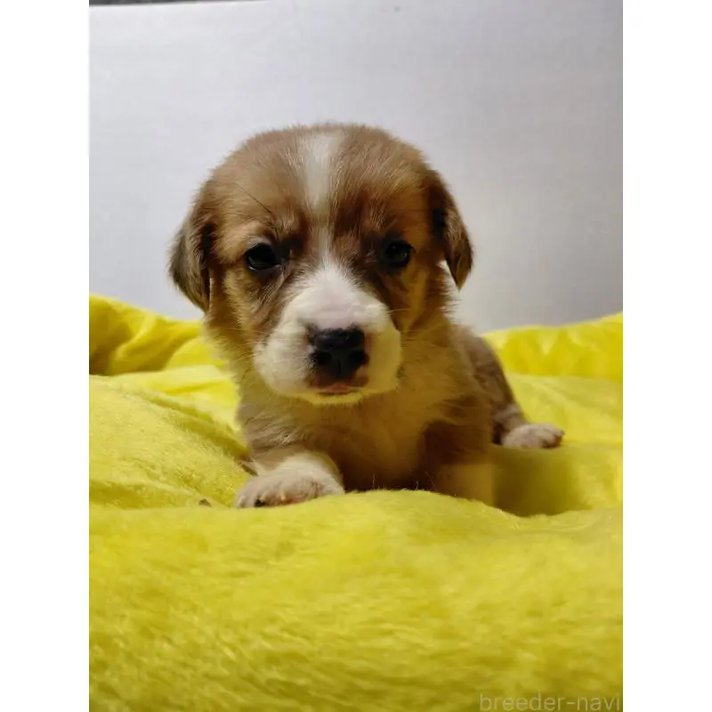 販売中の神奈川県のミックス犬-456142の3枚目