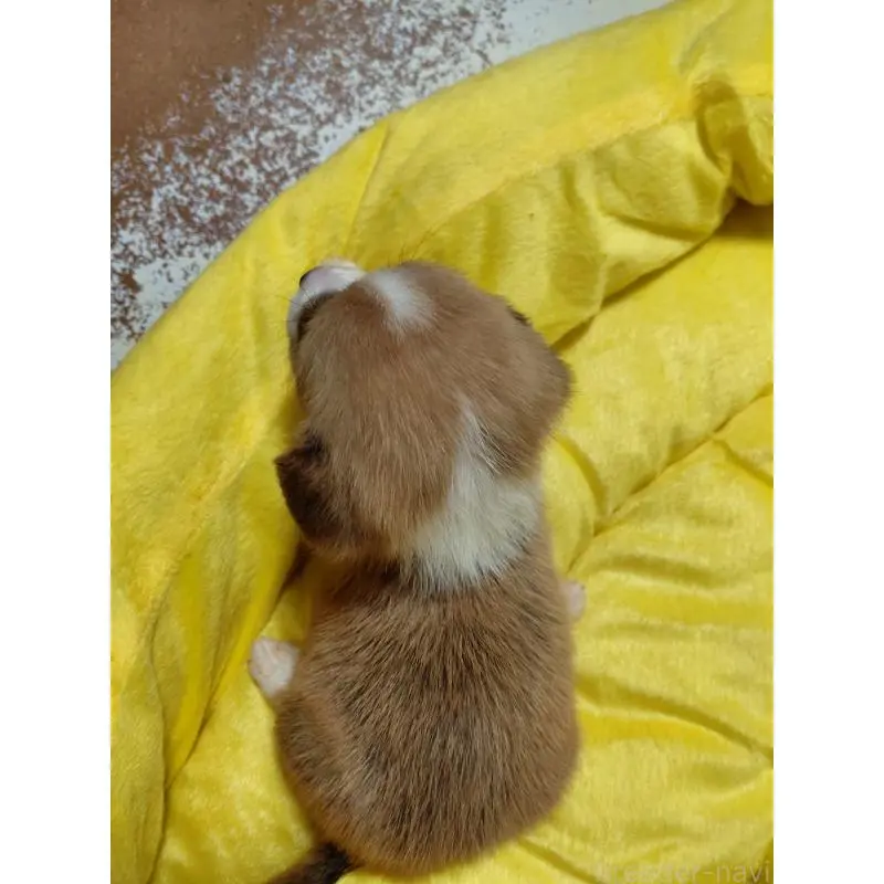 販売中の神奈川県のミックス犬-456142の2枚目