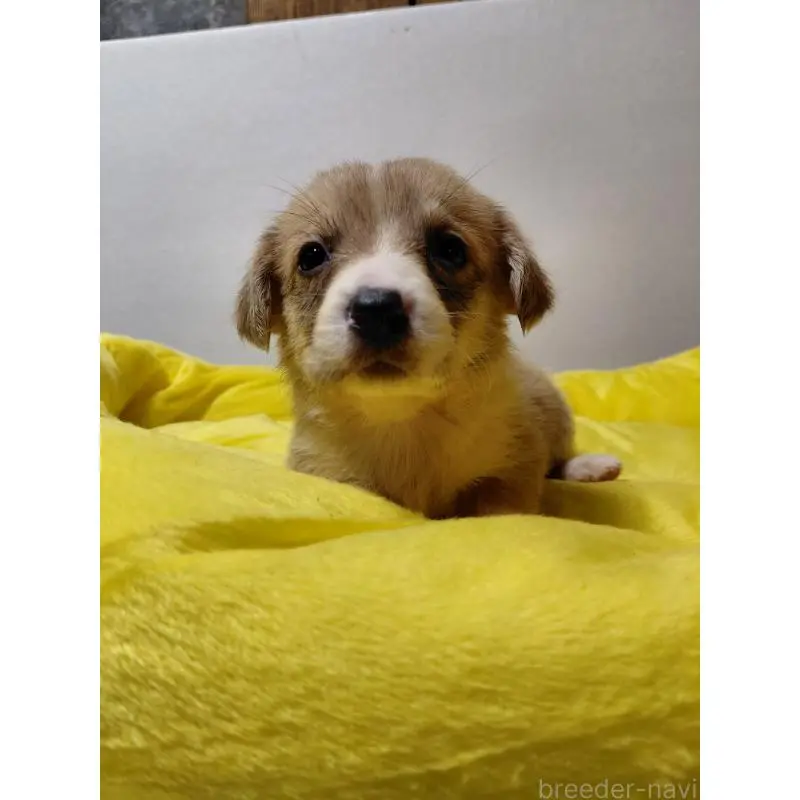 販売中の神奈川県のミックス犬-456143の10枚目