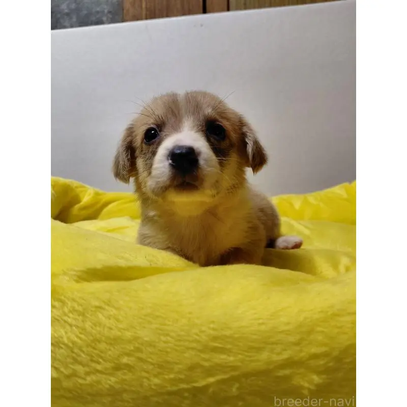 販売中の神奈川県のミックス犬-456143の9枚目