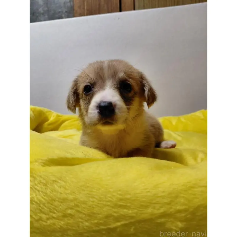 販売中の神奈川県のミックス犬-456143の8枚目