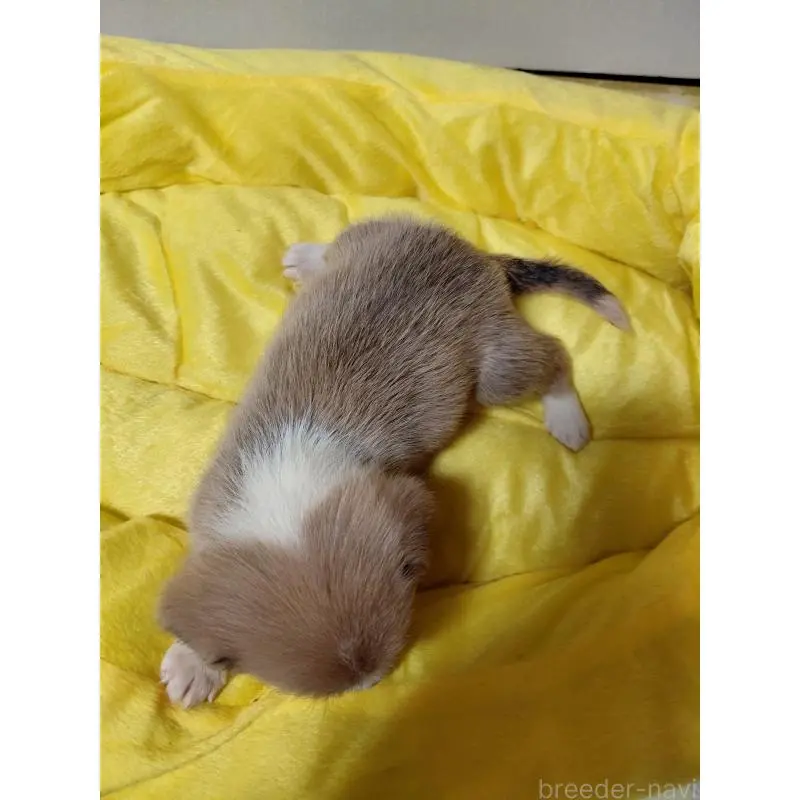 販売中の神奈川県のミックス犬-456143の7枚目