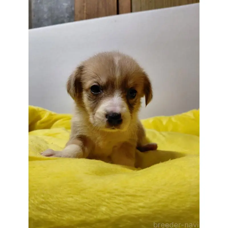 販売中の神奈川県のミックス犬-456143の6枚目