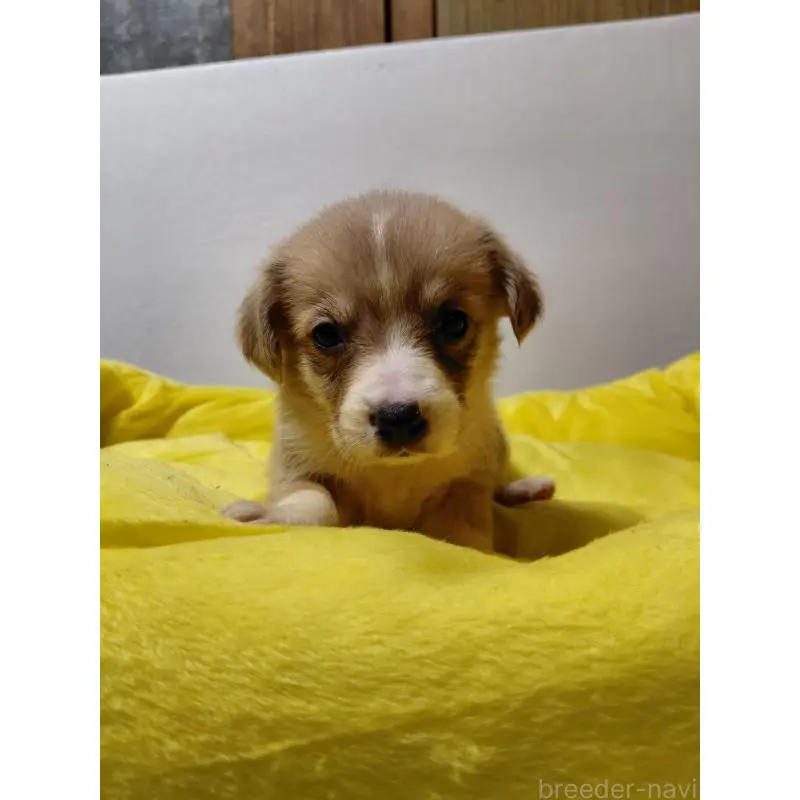 販売中の神奈川県のミックス犬-456143の5枚目