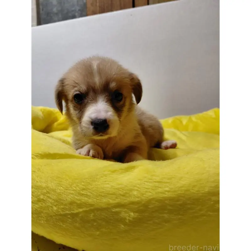 販売中の神奈川県のミックス犬-456143の4枚目