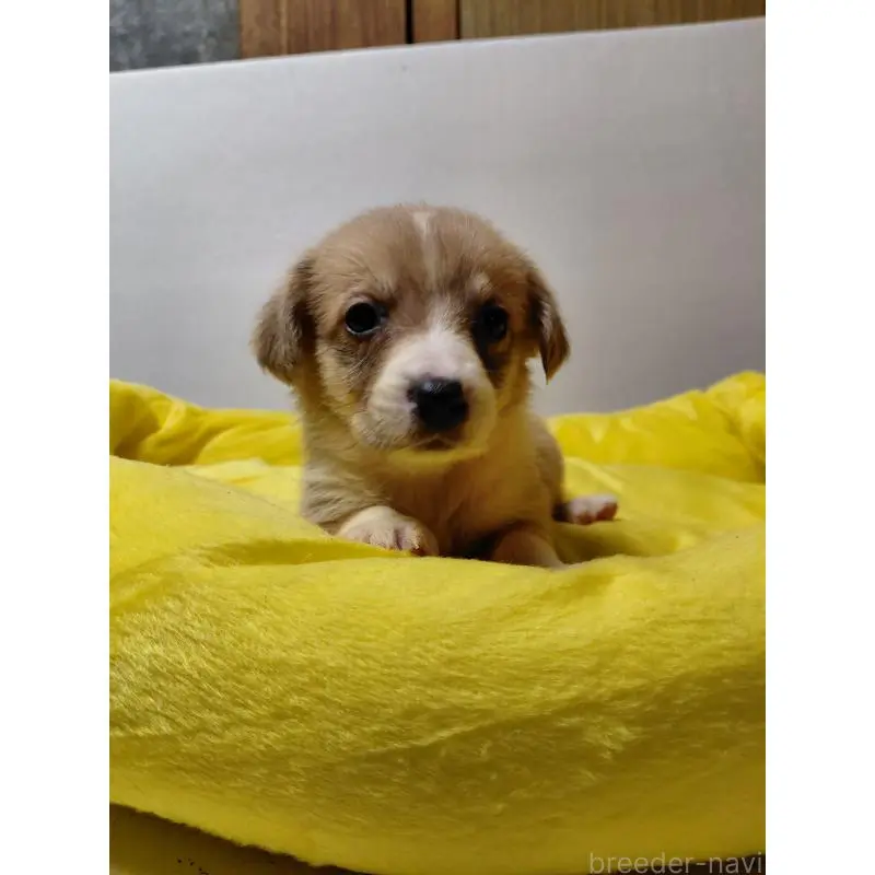 販売中の神奈川県のミックス犬-456143の3枚目