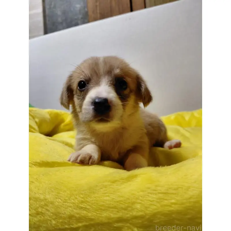 販売中の神奈川県のミックス犬-456143の2枚目