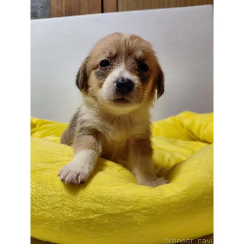 販売中の神奈川県のミックス犬-456144の10枚目