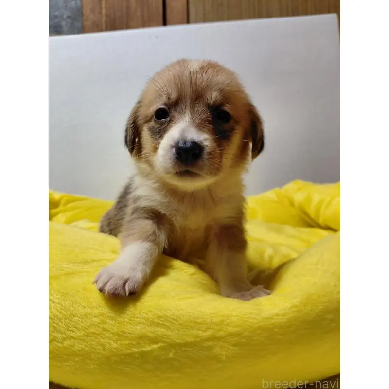 販売中の神奈川県のミックス犬-456144の9枚目