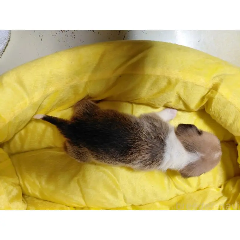 販売中の神奈川県のミックス犬-456144の8枚目