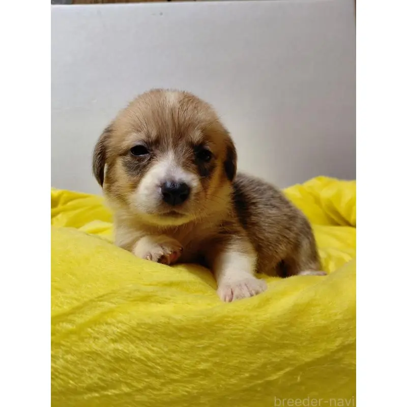 販売中の神奈川県のミックス犬-456144の7枚目