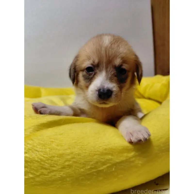 販売中の神奈川県のミックス犬-456144の6枚目